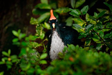 Boynuzlu Guan, Oreophasis derbianus, Meksika ve Guatemala 'dan nadir bulunan bir kuş. Kırmızı armalı büyük siyah kuş. Orta Amerika 'da kuş gözlemciliği. Ormandan nadir bir kuş..
