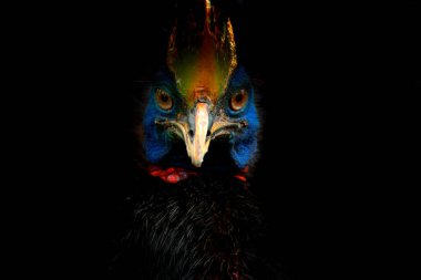 Casuarius Casuarius Casuarius 'un Güneyli Cassowary' nin detaylı portresi, çift gagalı Cassowary olarak bilinir. Papua Yeni Gine 'den Avustralya' nın büyük orman kuşu. Doğadan gelen kırmızı mavi tüylü büyük kuş..