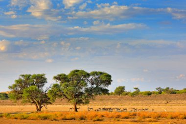 Kgalagadi landscape, animals and trees near the water hole. Sunny day in Africa. Desert landscape with blue sky and white clouds. Springbok drinking water. Wildlife Africa. clipart