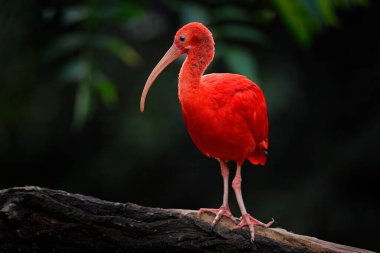 Kızıl Ibis, Eudocimus Ruber, doğa ormanlarındaki egzotik kuş. Ağaç dalında oturan kırmızı kuş, güzel bir akşam güneşi ışığı, Amazon, Brezilya. Habitatta Ibis.