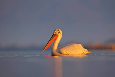 Pelikan, Pelecanus crispus, Yunanistan 'ın Kerkini Gölü' ne iniyor. Kanatları açık pelikan. Avrupa doğasından vahşi yaşam sahnesi. Kuş suda başlar. Suda Dalmaçyalı pelikan.