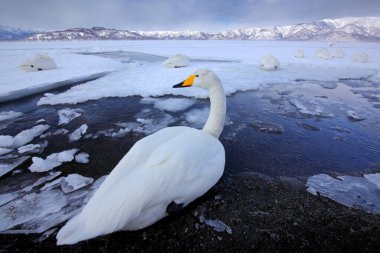 Japonya'da buzlu kar gölü. Whooper Swans, Cygnus cygnus, doğa habitat kuşlar, Kusharo Gölü, kar ve buz ile kış sahnesi suda, arka planda sisli dağ, Hokkaido, Japonya.
