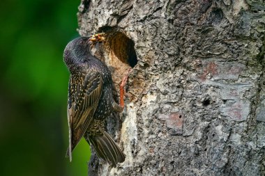 Ağaç yuvasında yuva yapan sığırcık yayı. Avrupa Starling, Sturnus vulgaris, güzel tüylü kara kuş, doğadaki hayvan, Almanya.