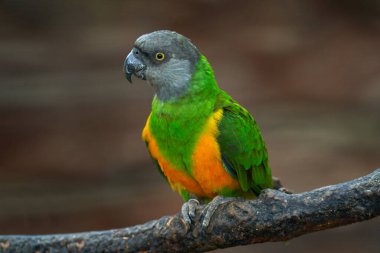 Senegal papağanı, Poicephalus senegalus, gri başlı sarı kuş, doğal yaşam alanında, dalda oturuyor. Afrika ormanında papağan. Senegal, Afrika 'dan gelen bir kuş..
