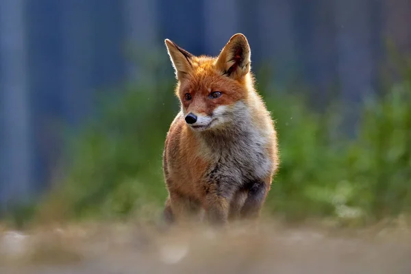 Red Fox Vulpes Vulpes Belo Animal Prado Gramado Habitat Natural — Fotografia de Stock