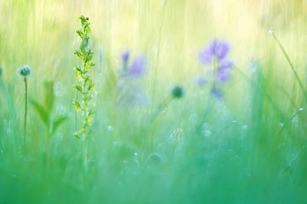 Listera Ovata Europäischer Wegmesser Blühende Europäische Terrestrische Wildorchidee Natürlicher Lebensraum — Stockfoto