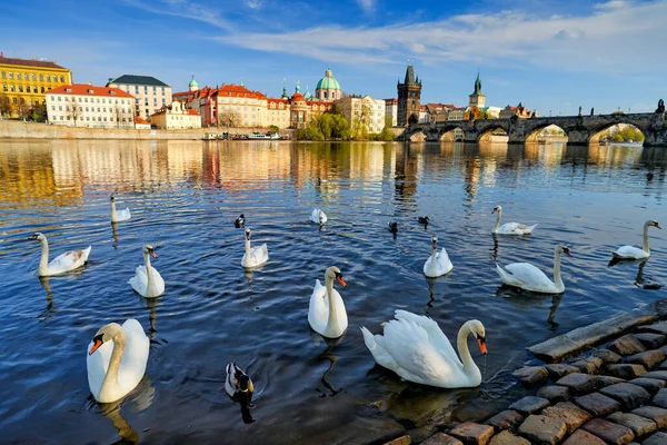 布拉格 弗尔塔瓦河靠近查尔斯桥 一群沉默的天鹅群 Urban Wildlife Prague Czech Rep Europe 靠近河岸的鸟类 — 图库照片