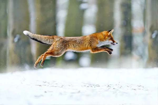 レッドフォックス飛行ジャンプ 自然の生息地でオレンジの毛皮のコート動物 雪の森の牧草地にフォックス ヨーロッパからの野生動物の冬の彫刻 雪の中を走るフォックス 野生動物の行動 — ストック写真