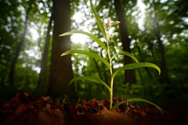 Cephalanthera Longifolia Helleborina Hoja Espada Que Florece Orquídea Silvestre Terrestre — Foto de Stock