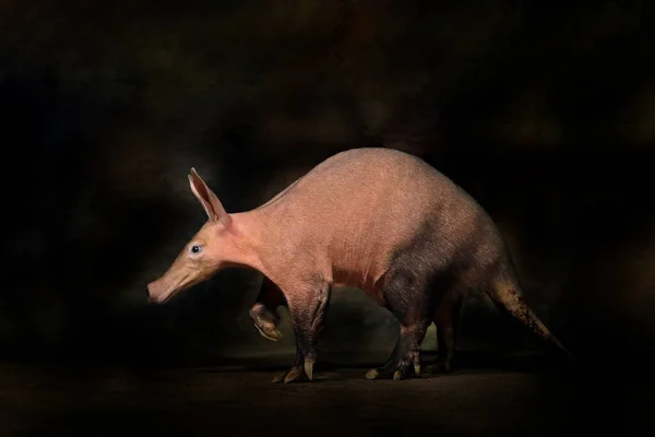 Aardvark Orycteropus Afer Burrowing Nocturnal Mammal Native Africa Crazy Animal — Stock Photo, Image