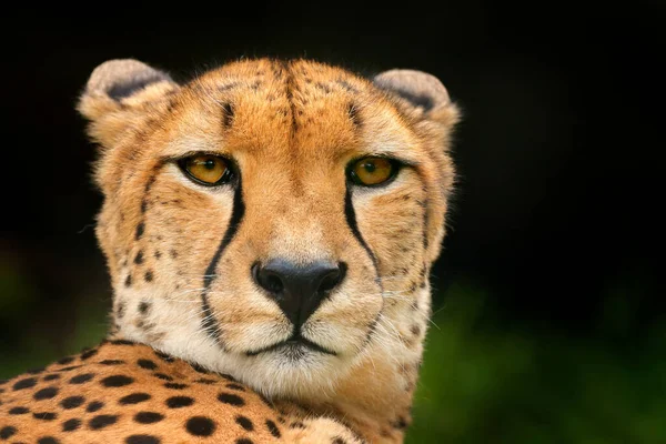 Cheetah face, Acinonyx jubatus, detail close-up portrait of wild cat. Fastest mammal on the land, Tanzania. Wildlife scene from African nature. Beautiful fur coat animal, Africa