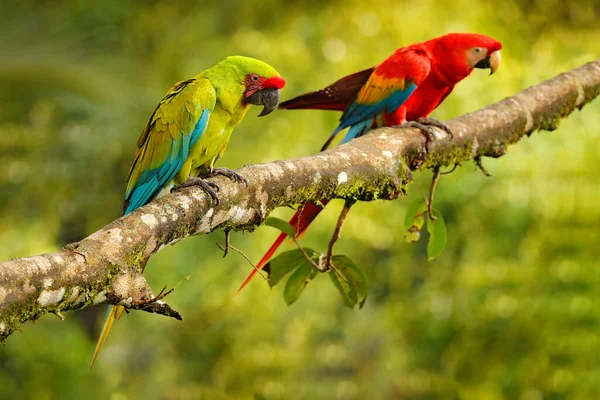 Ara Ambigua Zielona Papuga Wielki Zielony Macaw Drzewie Dziki Rzadki — Zdjęcie stockowe
