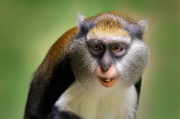 Campbell Mona Maymunu Campbell Guenon Maymunu Cercopithecus Kampbelli Doğal Ortamında — Stok fotoğraf