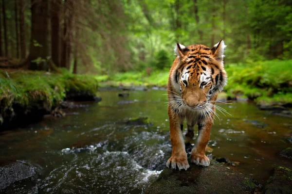 Tiger, wide angle in the forest river. Amur tiger walking in the water. Dangerous animal, tajga, Russia. Siberian tiger, wide lens angle view of wild animal. Big cat in nature habitat.