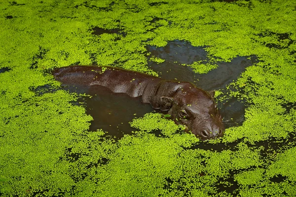 在湖中的绿水植被中 有侏儒 河马和大丽花 小河马在自然界的栖息地 来自非洲利比里亚的侏儒河马 大自然的野生动物场景 — 图库照片
