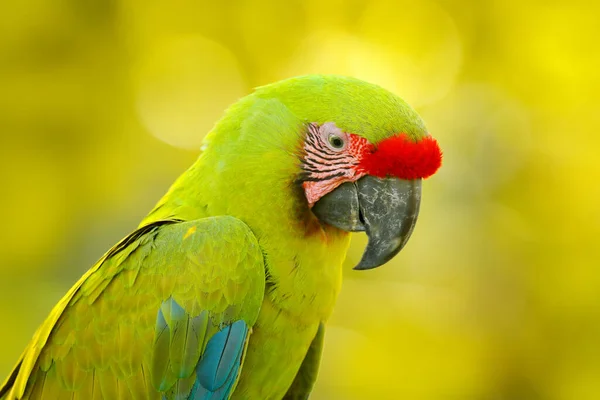 Зеленый Ара Зеленый Попугай Большой Зеленый Ара Ара Двусмысленная Дикая — стоковое фото