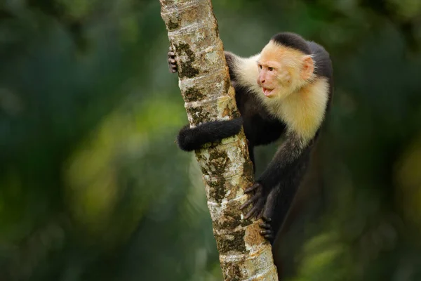 White-headed Capuchin, black monkey sitting and shake one\'s fist on tree branch in the dark tropical forest. Wildlife of Costa Rica. Travel holiday in Central America. Open muzzle with tooth.