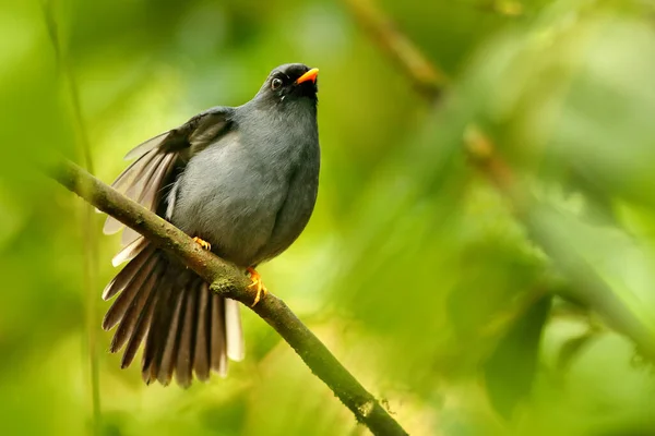 Myadestes Melanops Černý Solitaire Sedí Zelené Větvi Horský Pták Tmavozeleném — Stock fotografie
