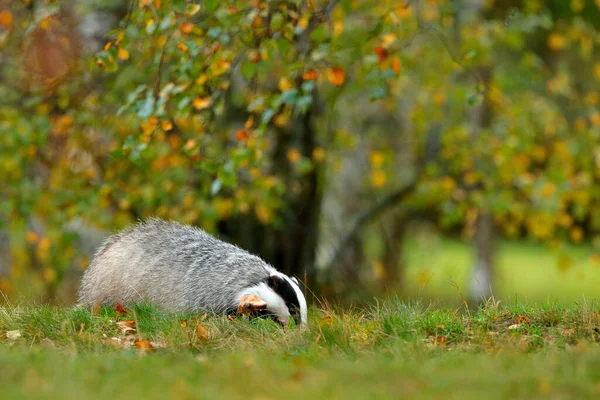 Badger in the forest, animal in nature habitat, Germany, Europe. Wild Badger, Meles meles, animal in wood. Mammal in environment, rainy day. Wildlife nature.