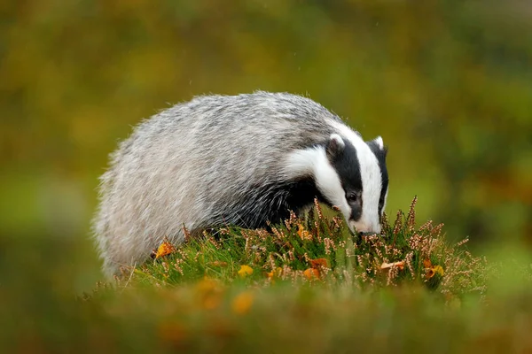 Badger Hutan Hewan Habitat Alam Jerman Eropa Wild Badger Meles — Stok Foto