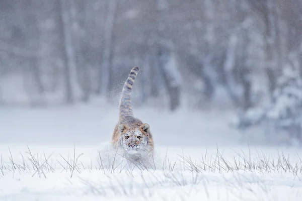 Nieve Del Tigre Corre Naturaleza Salvaje Del Invierno Tigre Siberiano — Foto de Stock