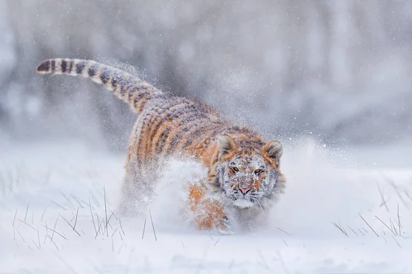 在狂野的冬天里 老虎在雪地里奔跑 西伯利亚虎 Panthera Tigris Altaica 雪片与野猫 与危险动物一起行动的野生动物场景 俄罗斯泰加的寒冬 — 图库照片