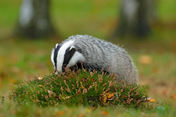 Badger Forest Animal Nature Habitat Germany Europe Wild Badger Meles — Stock Photo, Image