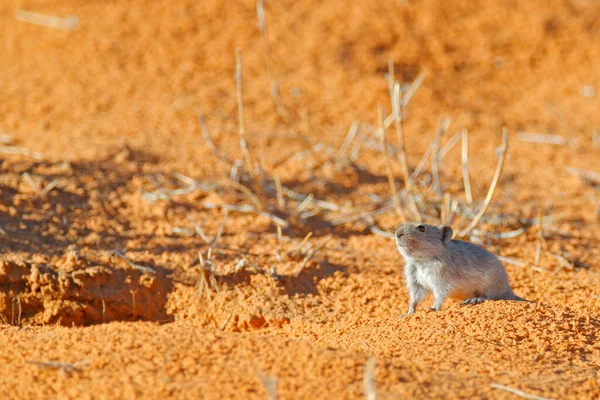 Rat Siffleur Brants Parotomys Brantsii Beau Rat Dans Habitat Souris — Photo