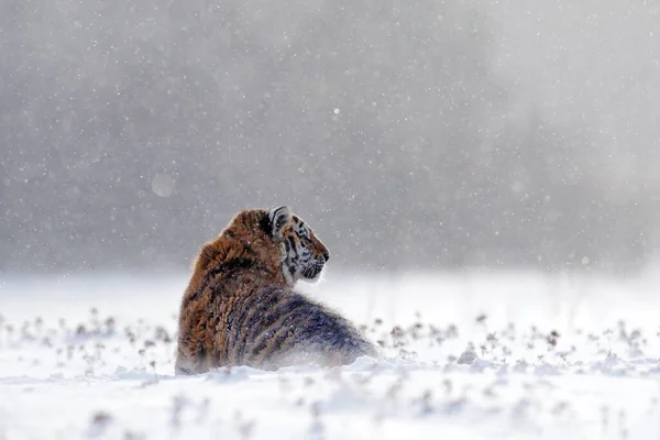 Τίγρης Στην Άγρια Φύση Του Χειμώνα Τρέχει Στο Χιόνι Σιβηριανή — Φωτογραφία Αρχείου