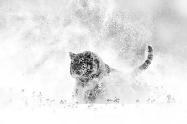 Тигр Дикій Зимовій Природі Бігає Снігу Сибірський Тигр Panthera Tigris — стокове фото