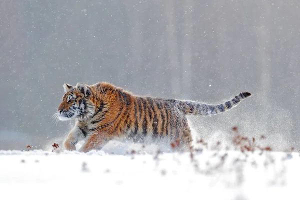 在狂野的冬天里 老虎在雪地里奔跑 西伯利亚虎 Panthera Tigris Altaica 雪片与野猫 与危险动物一起行动的野生动物场景 俄罗斯泰加的寒冬 — 图库照片