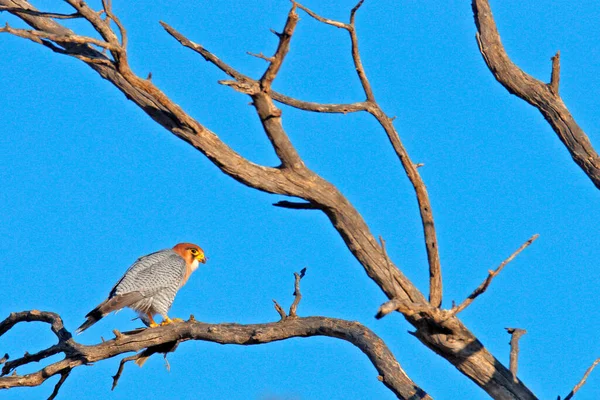 Faucon Bec Étroit Falco Chicquera Oiseau Proie Assis Sur Vieille — Photo