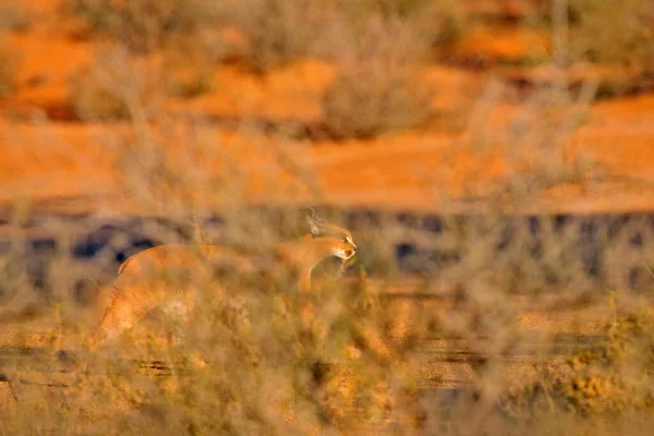 Caracal Afrikanischer Luchs Roter Sandwüste Schöne Wildkatze Natürlichen Lebensraum Kgalagadi — Stockfoto