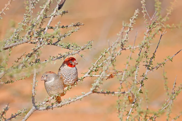 Finch Paraíso Cabeça Vermelha Amadina Erythrocephala Habitat Natureza Weaver Par — Fotografia de Stock