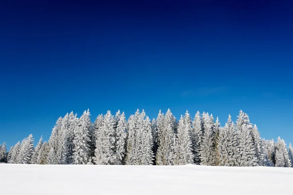 日出前的粉色晨光 冬日的黄昏 森林里寒冷的大自然 Orlicke Hory捷克共和国山水山水 白桦树林 雪与藤蔓 — 图库照片