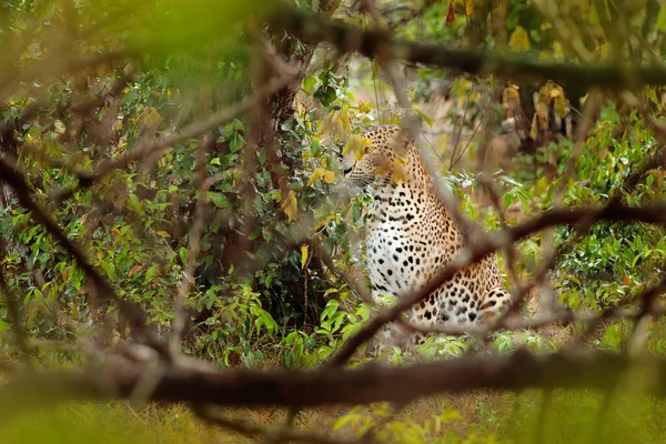 Leoprad Κρυμμένο Πράσινη Βλάστηση Leopard Sri Lanka Panthera Pardus Kotiya — Φωτογραφία Αρχείου