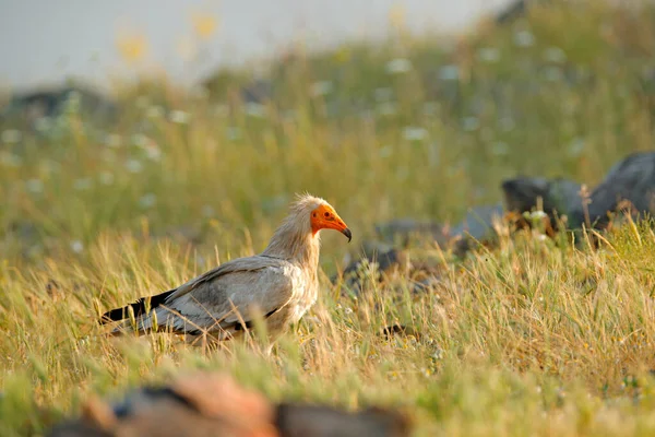 Avvoltoio Egiziano Neophron Percnopterus Grande Rapace Seduto Sulla Pietra Nell — Foto Stock