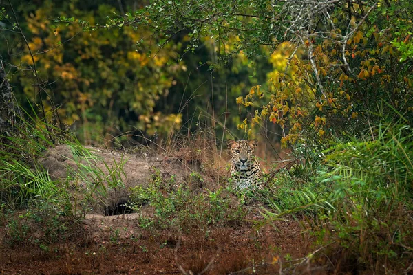 Leopárd Wilpattuban Leoprad Zöld Növényzetben Rejtőzik Leopárd Srí Lankáról Panthera — Stock Fotó