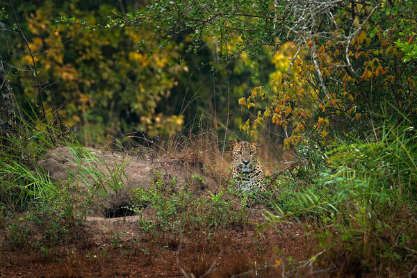 Leopard in Wilpattu. Leoprad hidden in green vegetation. Leopard from Sri Lanka, Panthera pardus kotiya, big spotted cat lying on the tree in the nature habitat, Yala national park, Sri Lanka. 