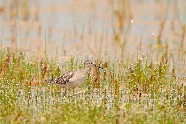 Zandloper Actitis Hypoleucos Een Kleine Palearctische Steltloper Meer Water Met — Stockfoto