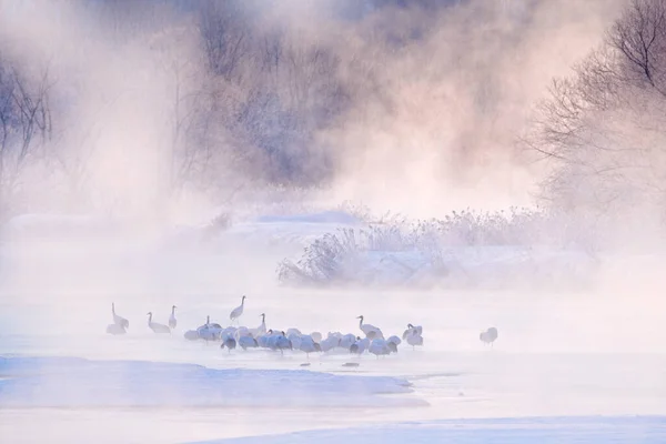 Escena Vida Silvestre Naturaleza Nevada Grúas Puente Otowa Invierno Japón —  Fotos de Stock