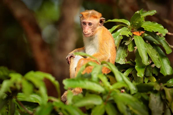 Toque Macaque Macaca Sinica Mono Con Sol Noche Macaco Hábitat —  Fotos de Stock