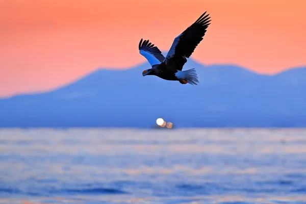 ทะเลตะว นตก นกอ นทร ทะเลท สวยงามของ Steller Haliaeetus Pelagicus อมก — ภาพถ่ายสต็อก