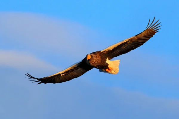 Orzeł Morski Haliaeetus Pelagicus Ptak Białym Śniegiem Hokkaido Japonia Scena — Zdjęcie stockowe