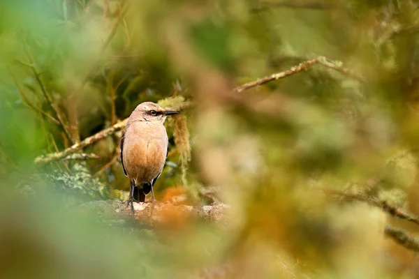 Тропічний Mockingbird Mimus Gilvus Рідкісний Вид Коста Риці Гори Долині — стокове фото