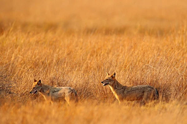 Çimlerde Çakal Çifti Akşam Lambası Altın Çakal Akşam Güneşli Canis — Stok fotoğraf