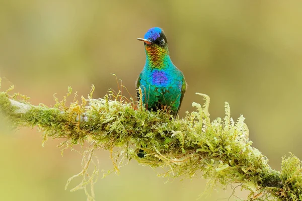 緑の苔 湿った熱帯林の鳥 赤い光沢のある鳥 火を介してハチドリ パンタグラフの象徴は カラフルな鳥の枝の上に座っている コスタリカの山の明るい動物 — ストック写真