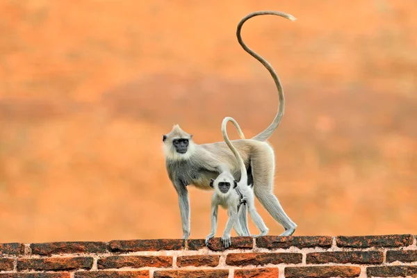 Langur Şehirde Anne Yavrusu Duvarda Koşuyor Sri Lanka Nın Vahşi — Stok fotoğraf