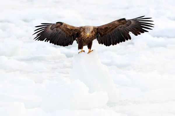 Eagle, open wings landing. Eagle fly with fish. Flight of White-tailed eagle, Haliaeetus albicilla, Hokkaido, Japan. Snowy nature.