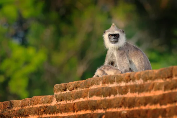 Vida Selvagem Sri Lanka Langur Comum Semnopithecus Entellus Macaco Edifício — Fotografia de Stock